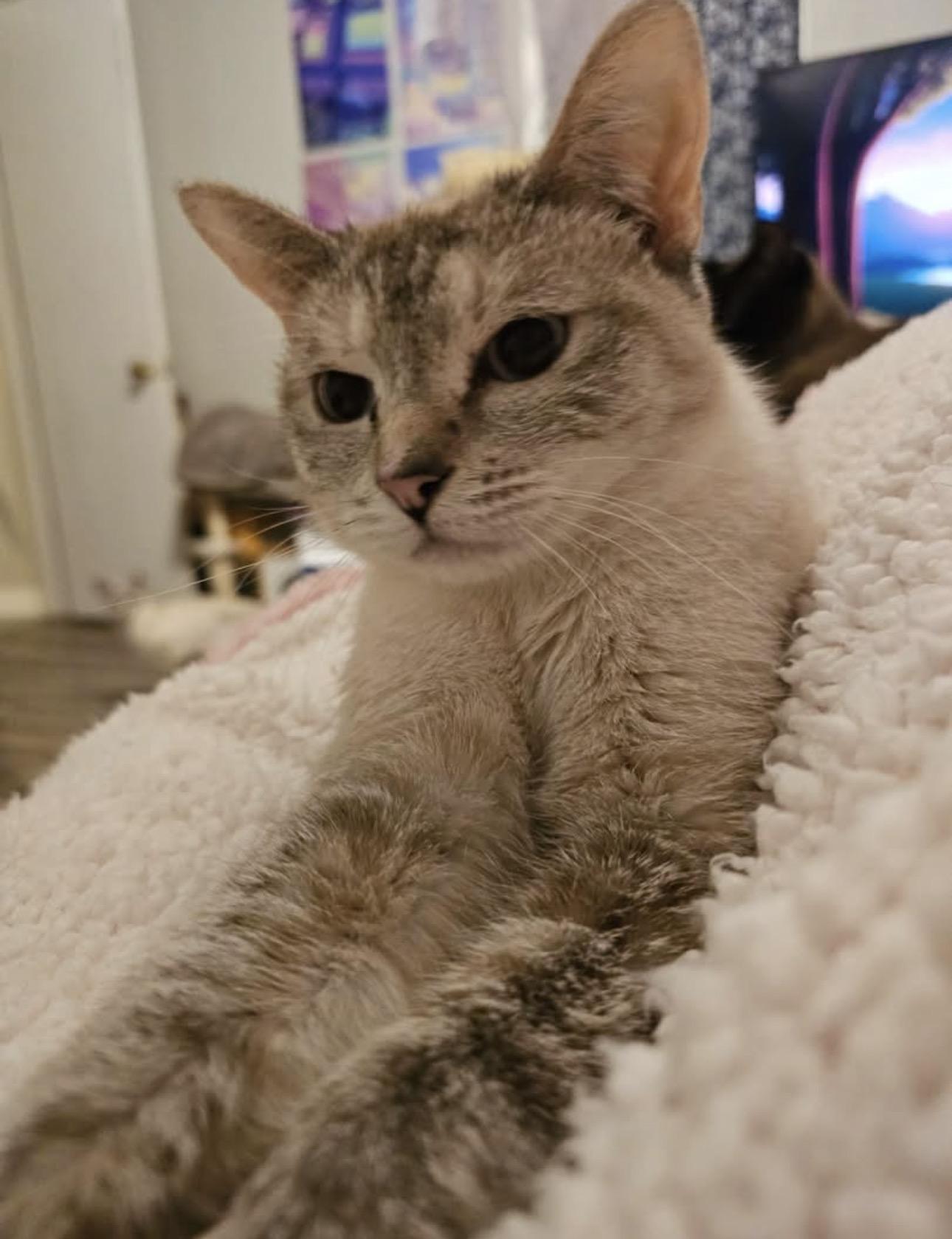 Lia, Adoptable, Adult Female Siamese.