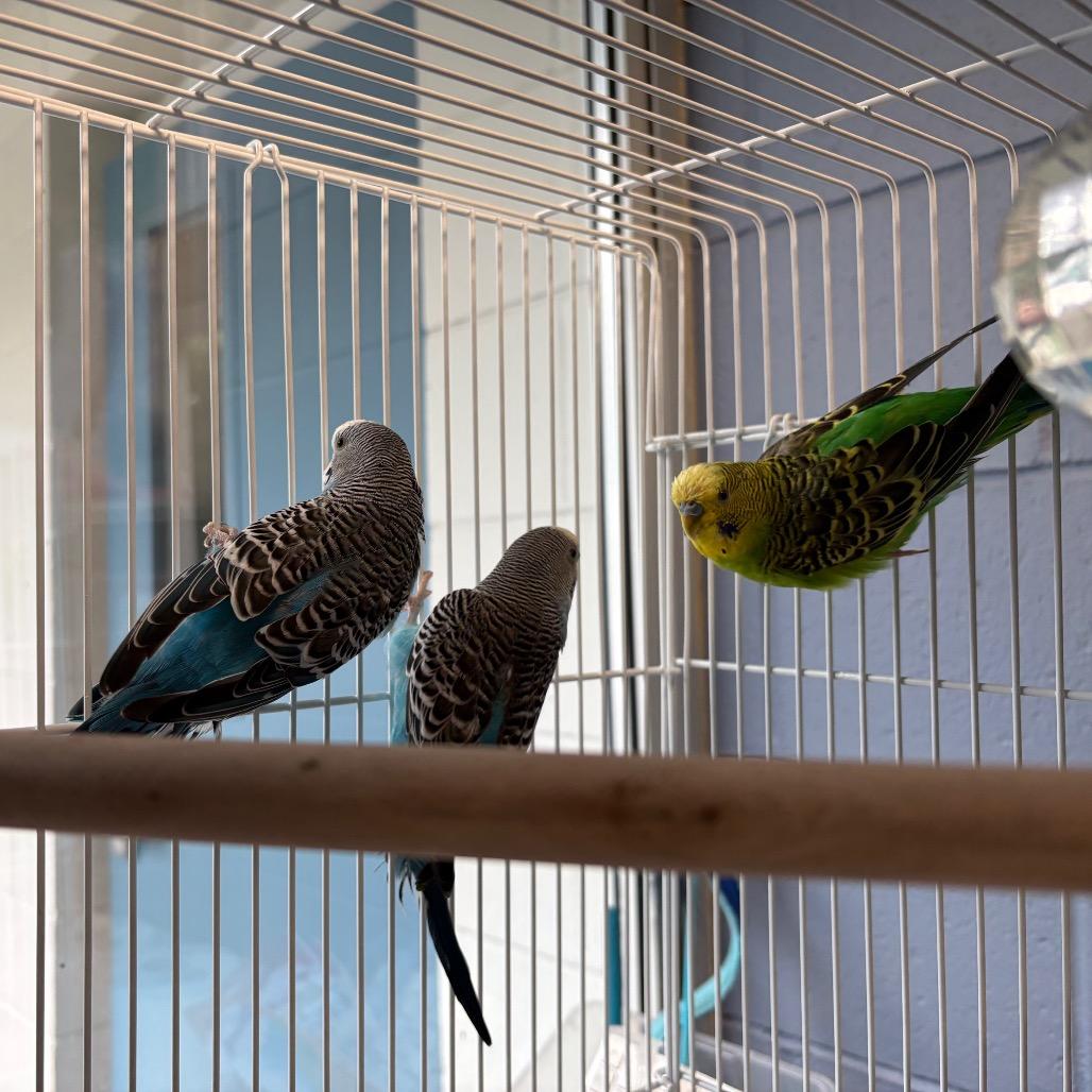 Falcon, Adoptable, Adult Female Parakeet (Other).