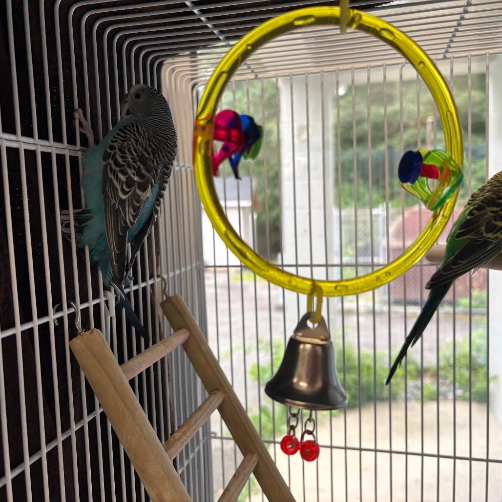 Enlarge Falcon, a Adoptable Parakeet (Other) in Brockton, MA image 2/4