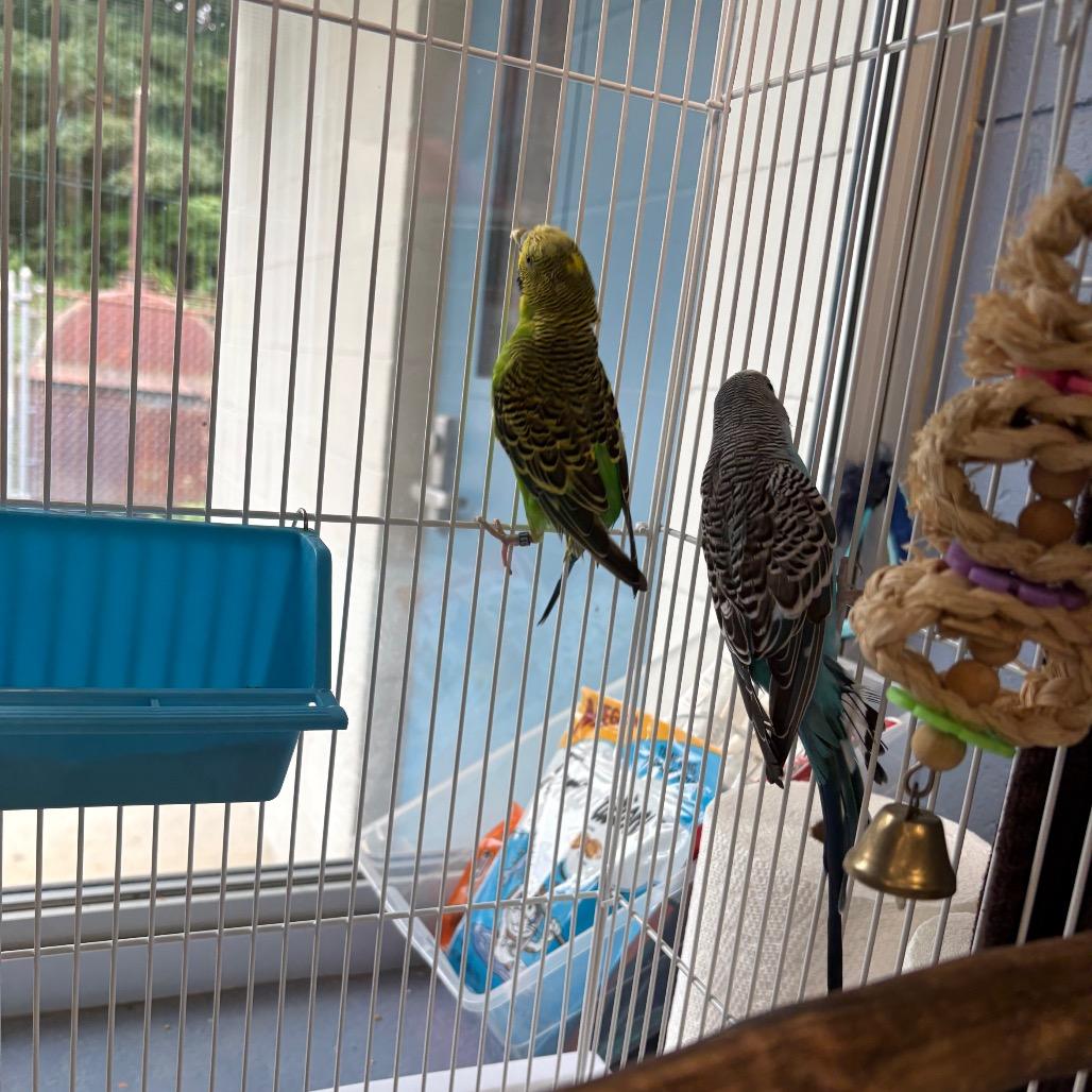 Enlarge Falcon, a Adoptable Parakeet (Other) in Brockton, MA image 3/4