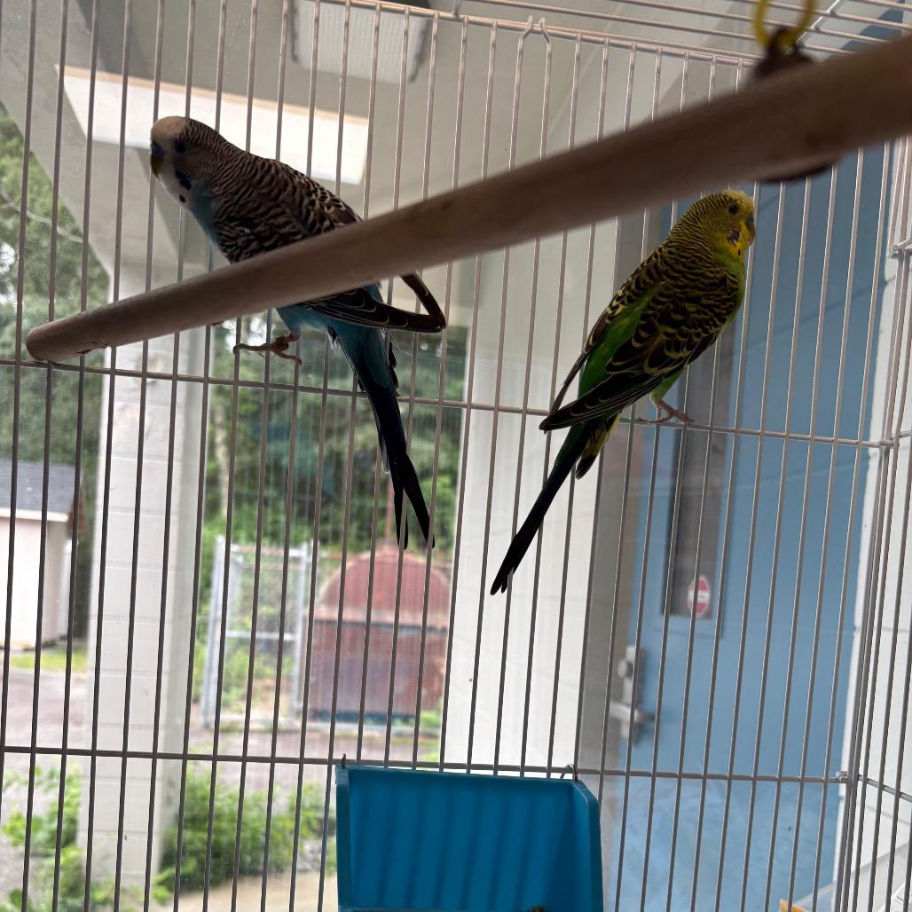 Enlarge Falcon, a Adoptable Parakeet (Other) in Brockton, MA image 4/4