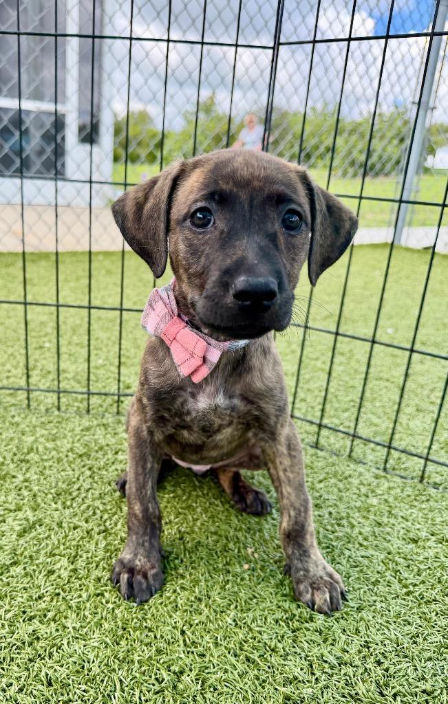 Impossible Burger, Adoptable, Puppy Female Hound & Mixed Breed.