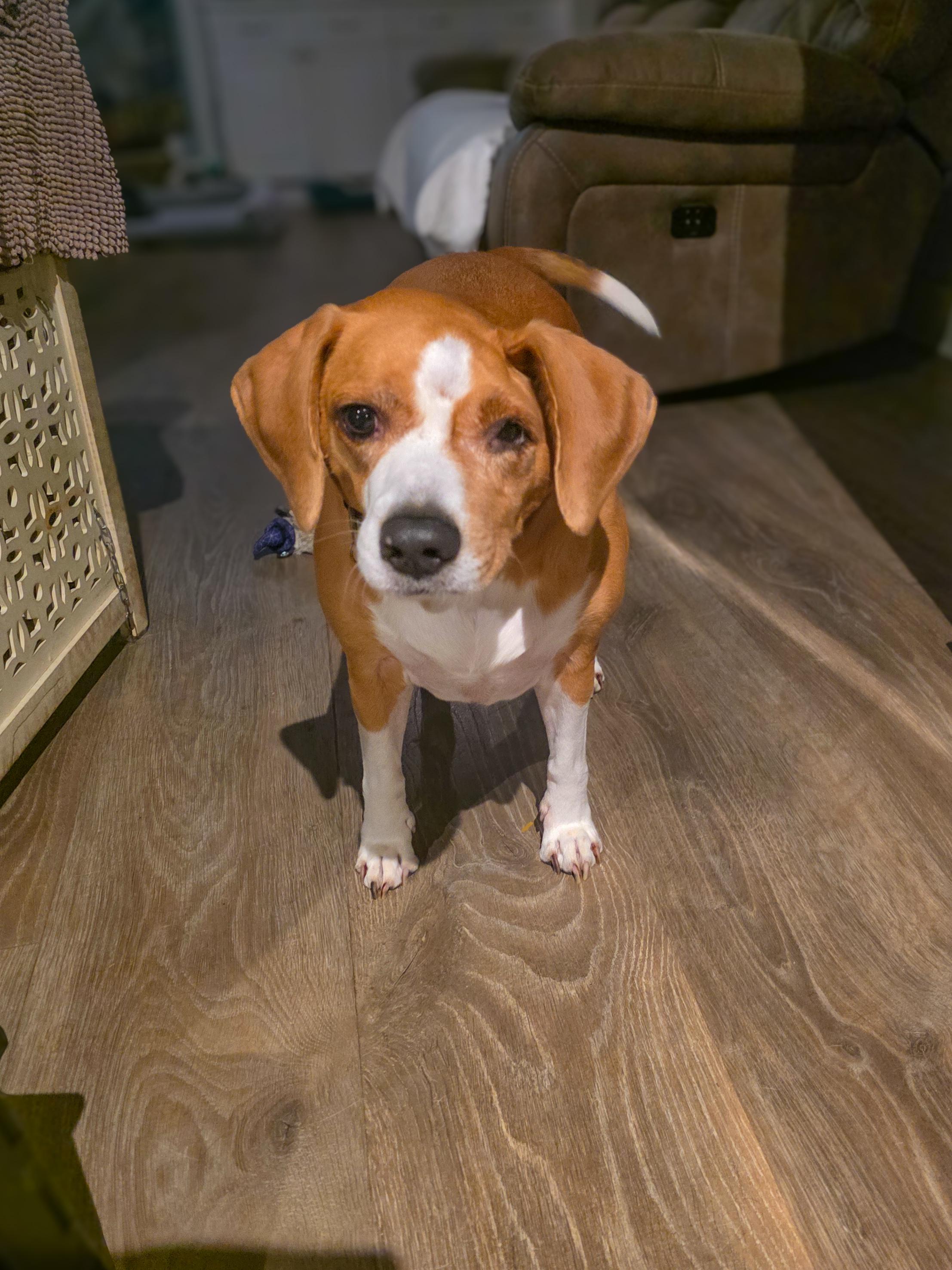 Enlarge Duffy - PENDING ADOPTION!, an adopted mixed breed in Hilton Head Island, SC image 2/5