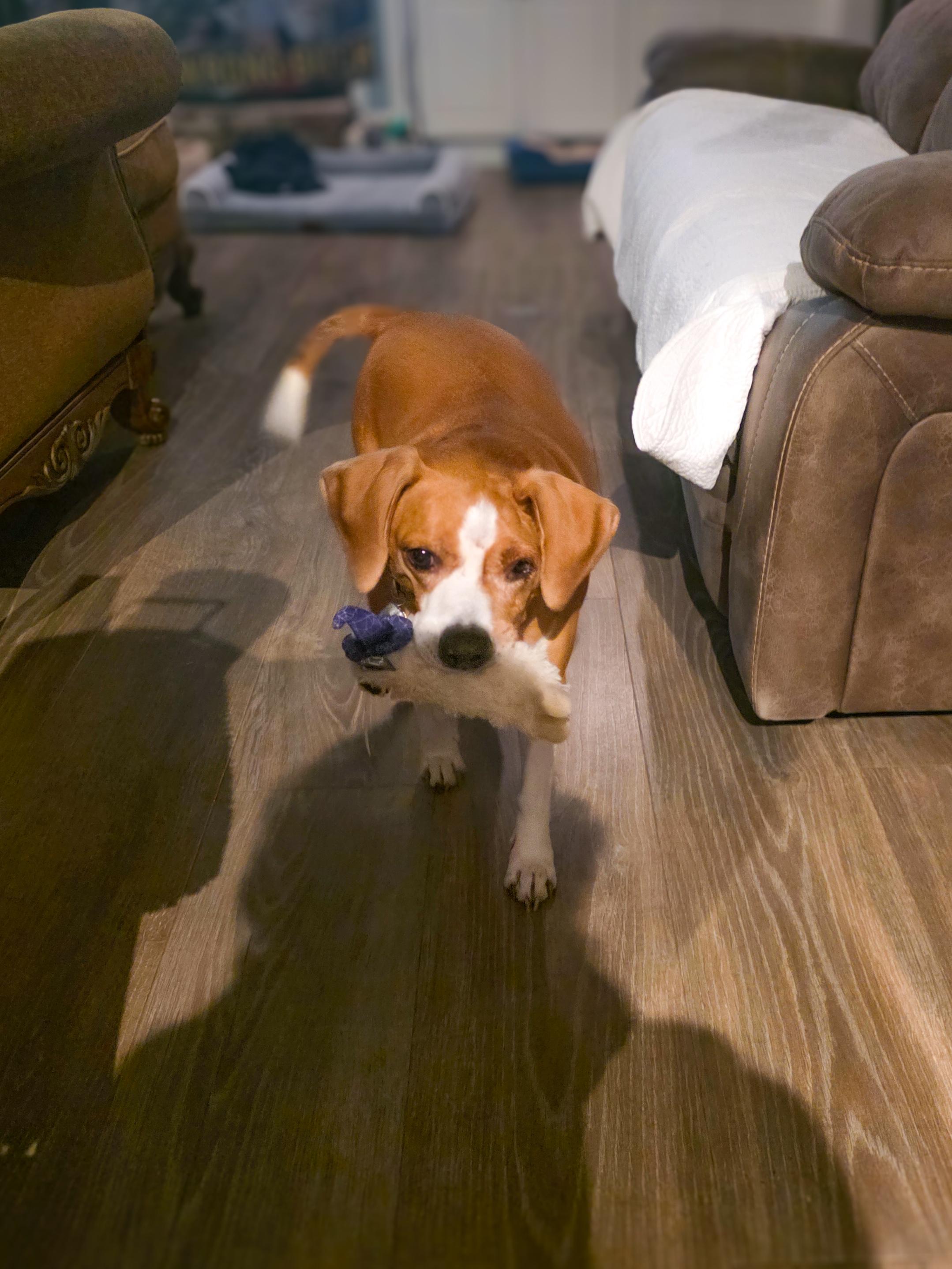 Enlarge Duffy - PENDING ADOPTION!, an adopted mixed breed in Hilton Head Island, SC image 4/5