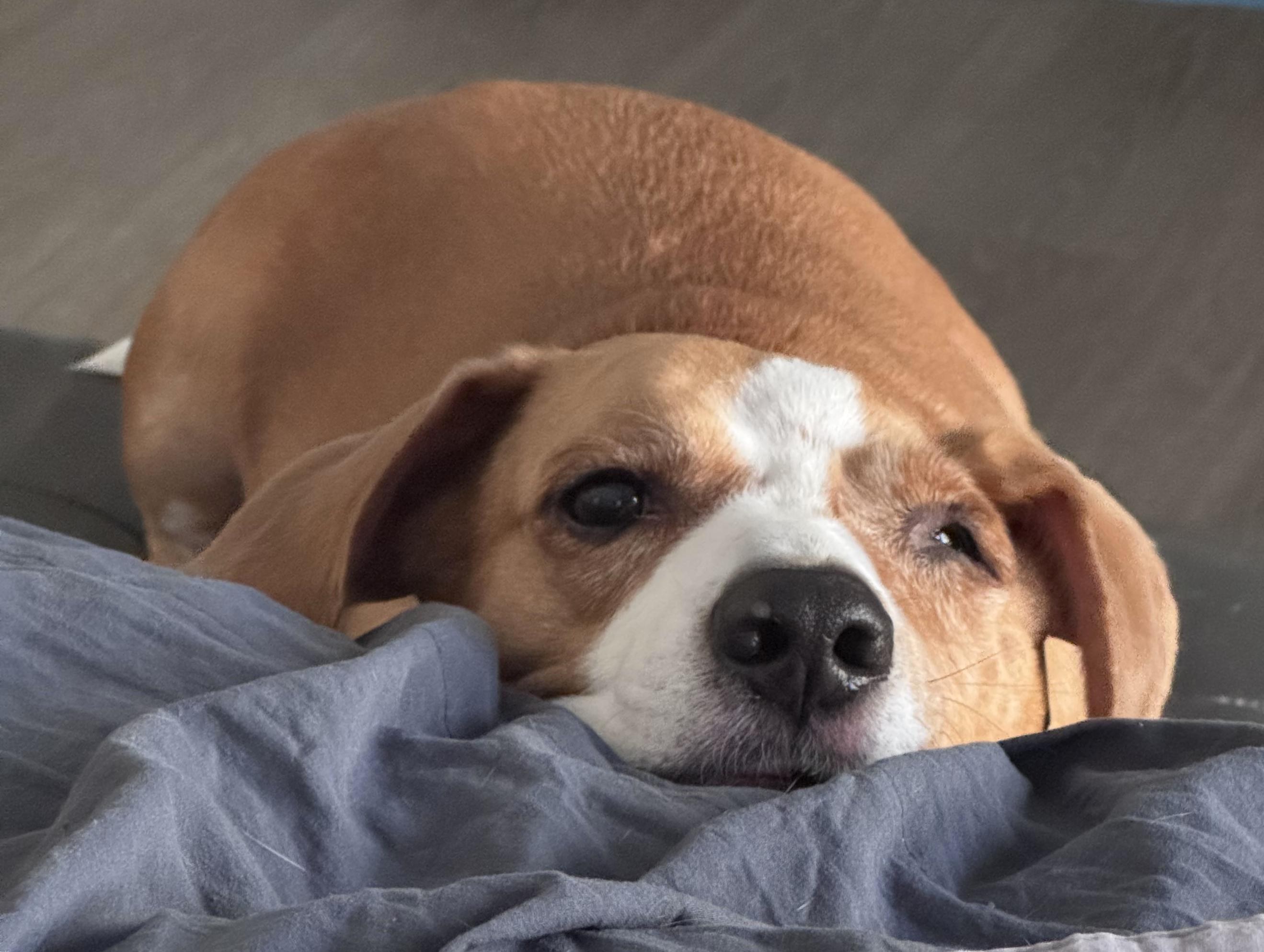 Enlarge Duffy - PENDING ADOPTION!, an adopted mixed breed in Hilton Head Island, SC image 1/5