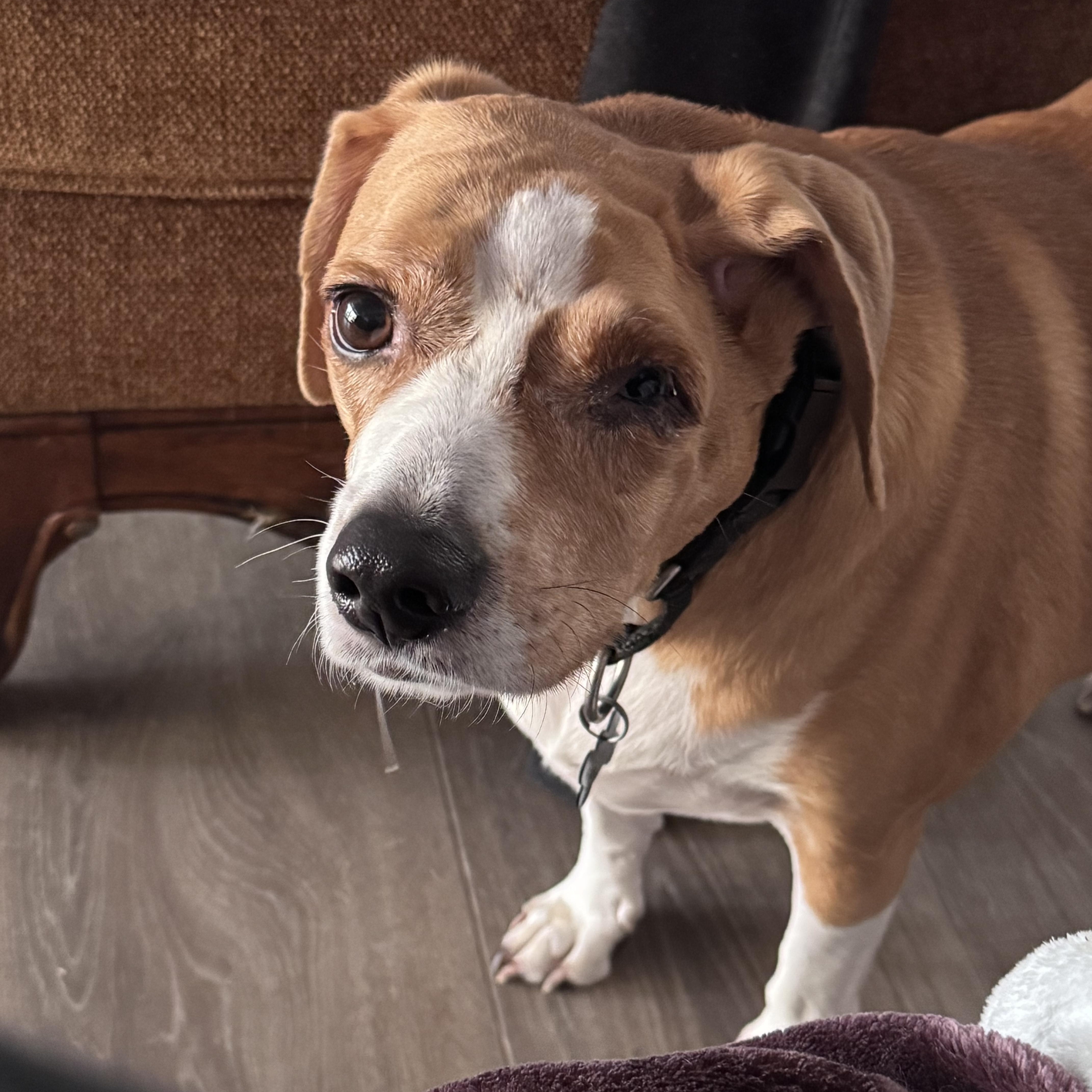 Enlarge Duffy - PENDING ADOPTION!, an adopted mixed breed in Hilton Head Island, SC image 3/5