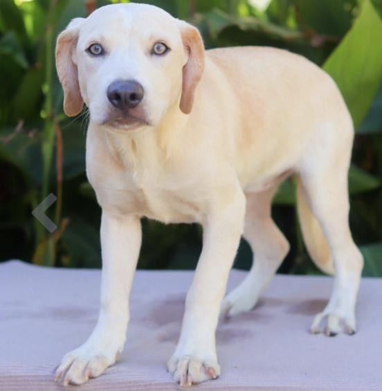 Dog for adoption Girly Girl (URGENT), a Great Pyrenees & Labrador