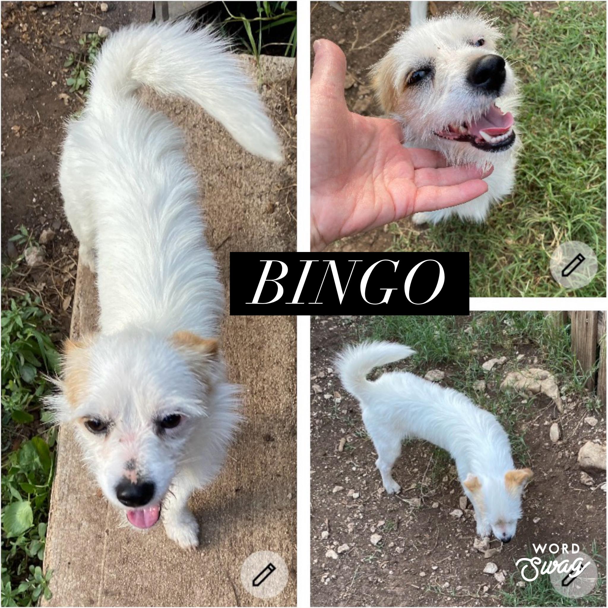 Enlarge Bingo, an adopted mixed breed in canyon lake, TX image 1/1