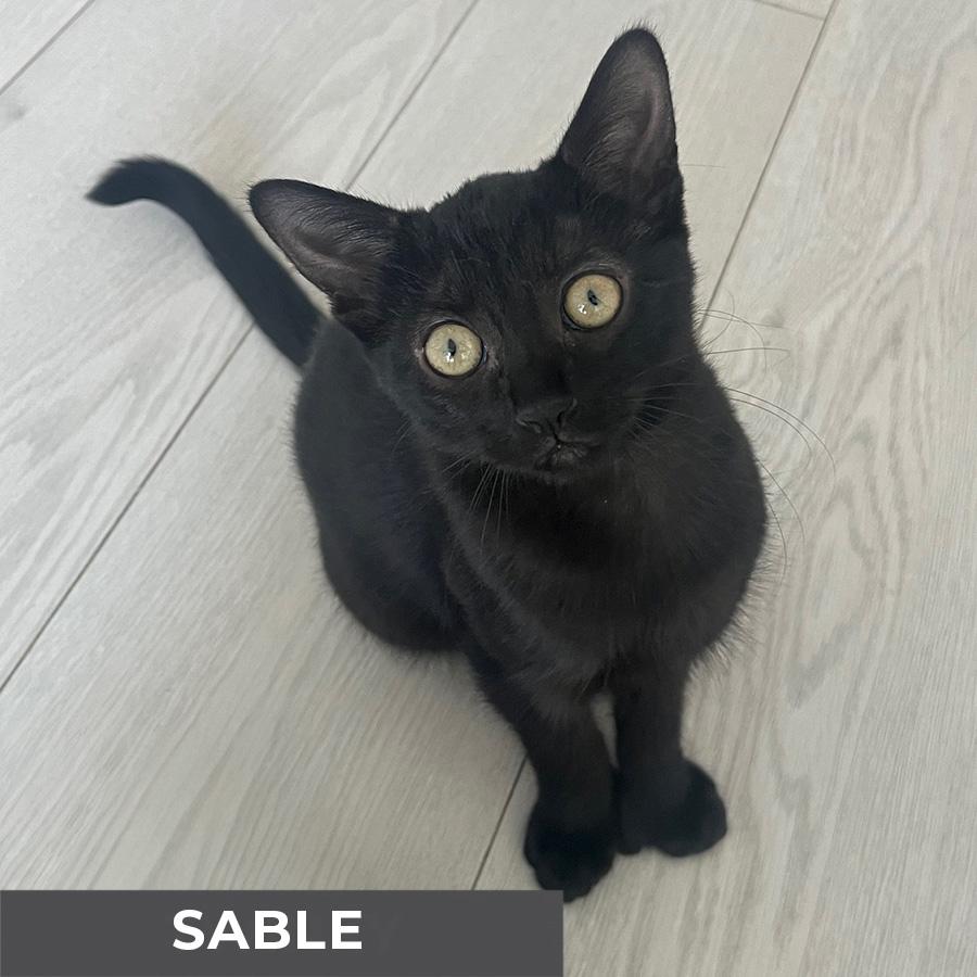 Sable