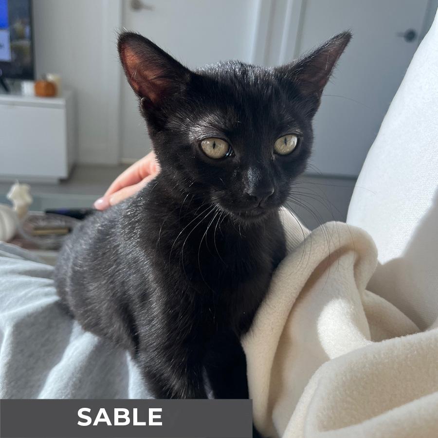 Sable