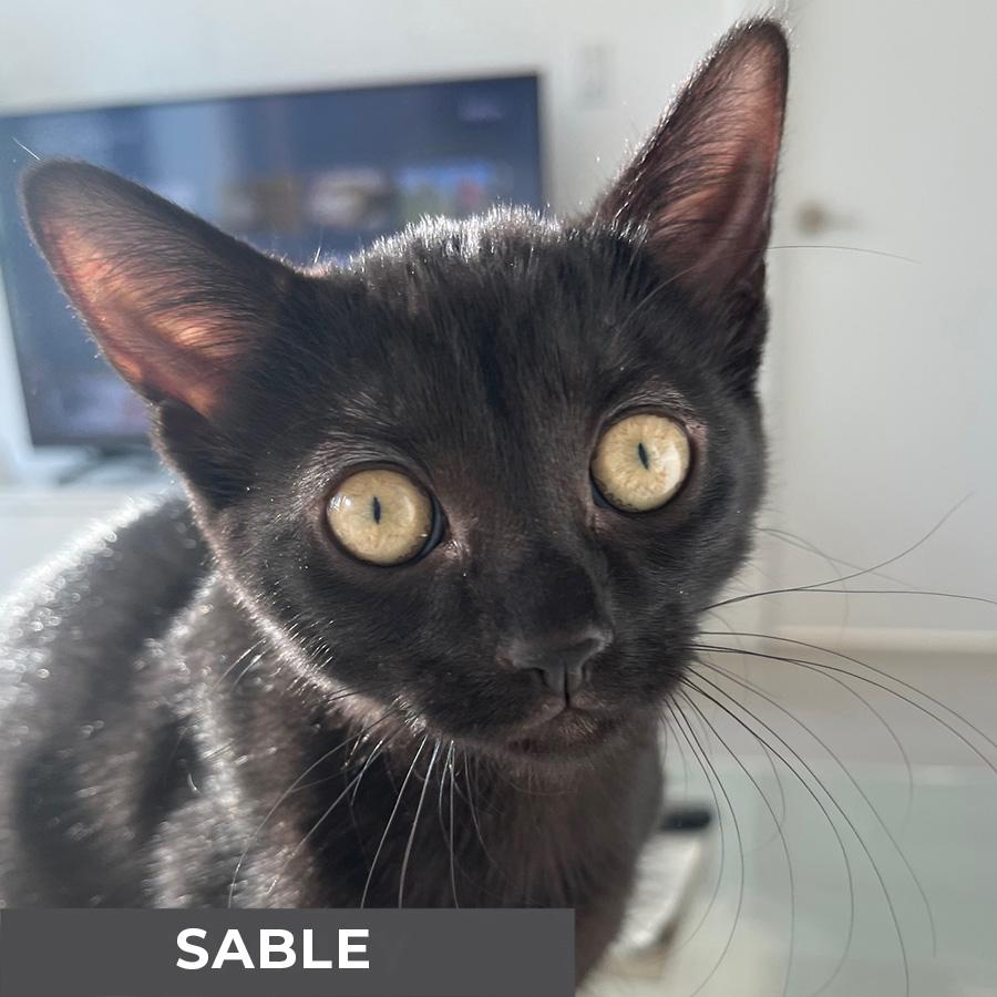 Sable
