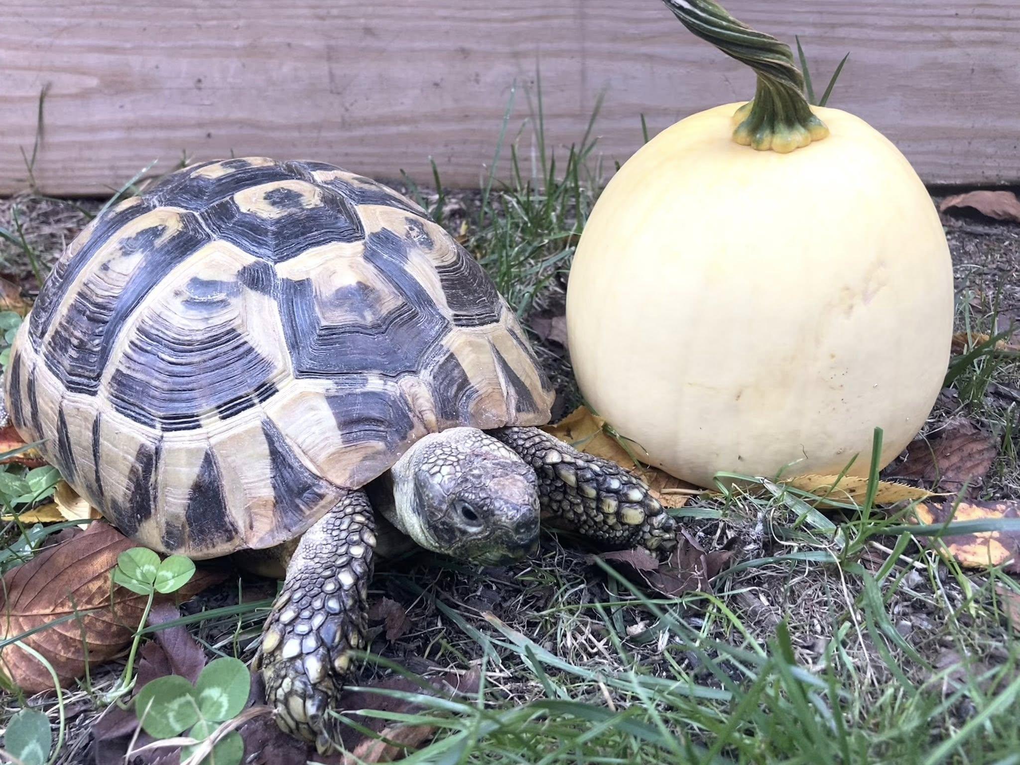 Enlarge Thea, an adopted Tortoise in Palmerton, PA image 1/3