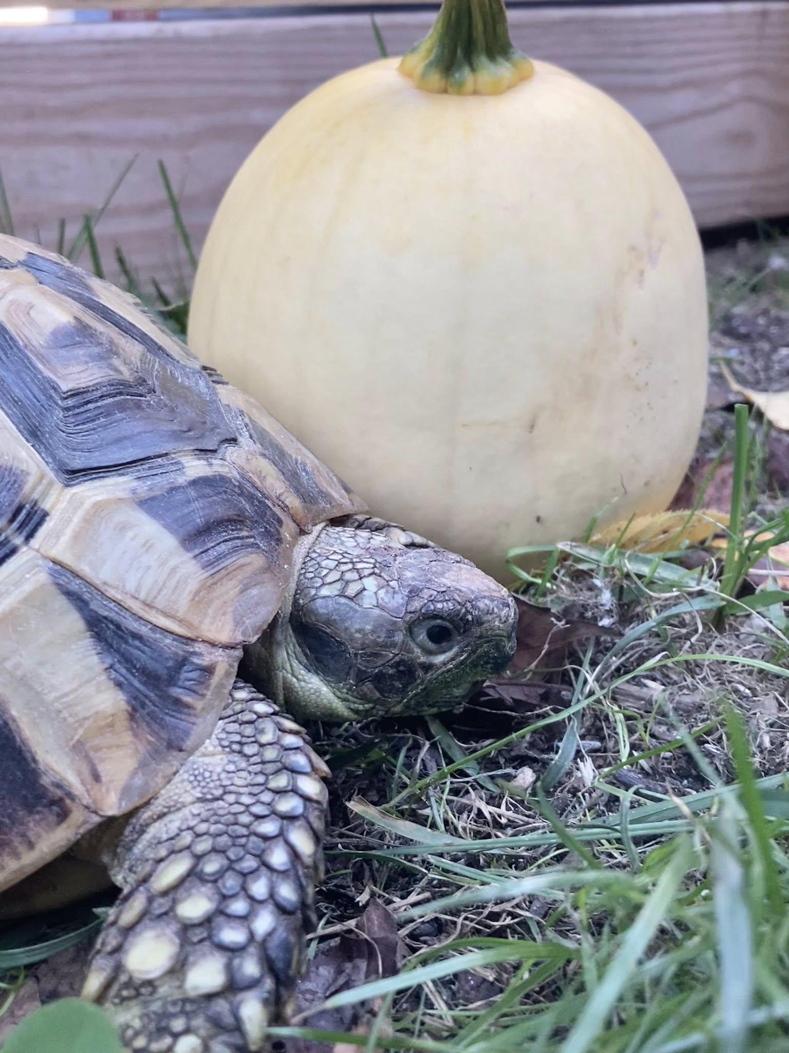 Enlarge Thea, an adopted Tortoise in Palmerton, PA image 3/3