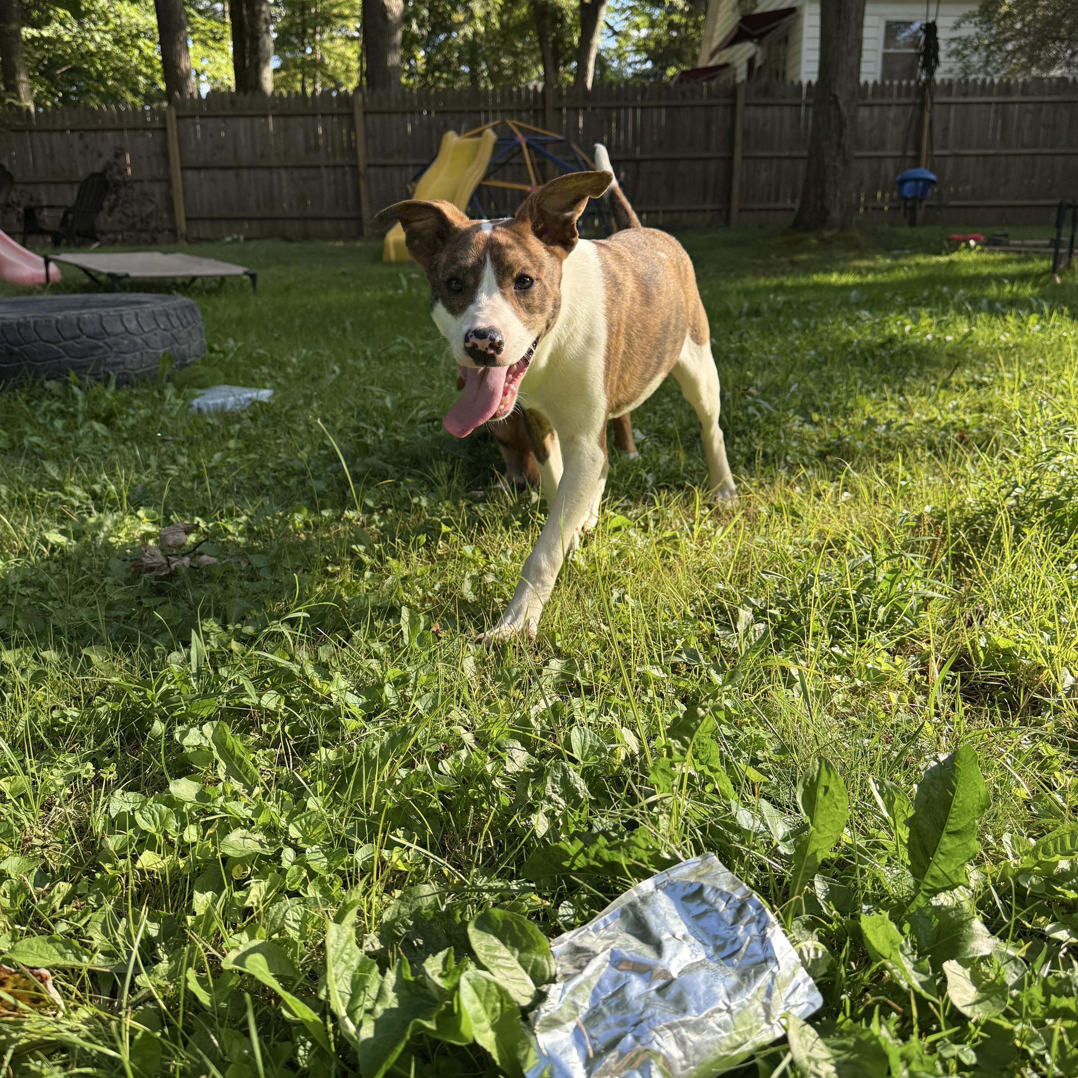 Enlarge Joe, a ADOPTABLE mixed breed in Middlefield , OH image 3/6