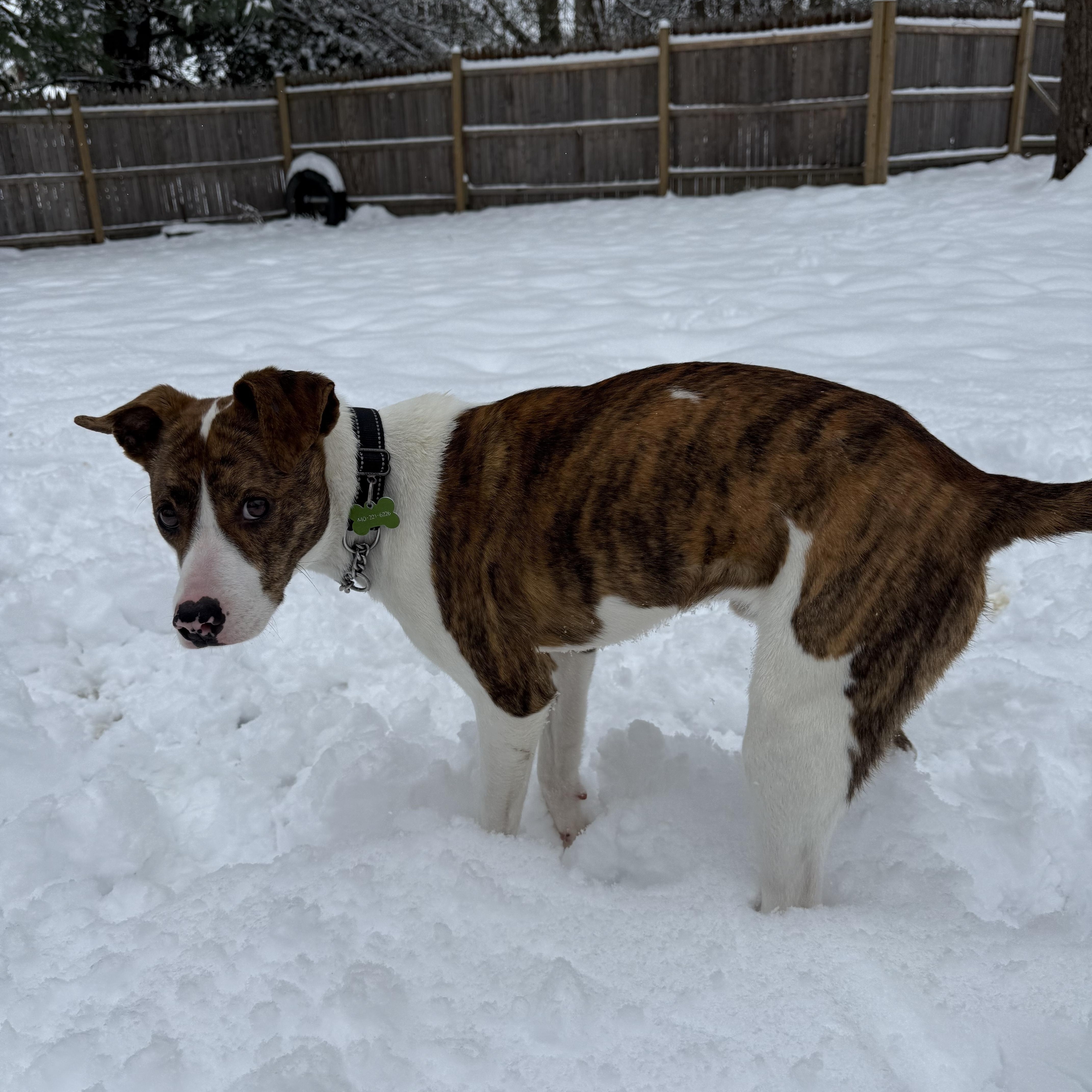Enlarge Joe, a ADOPTABLE mixed breed in Middlefield , OH image 6/6