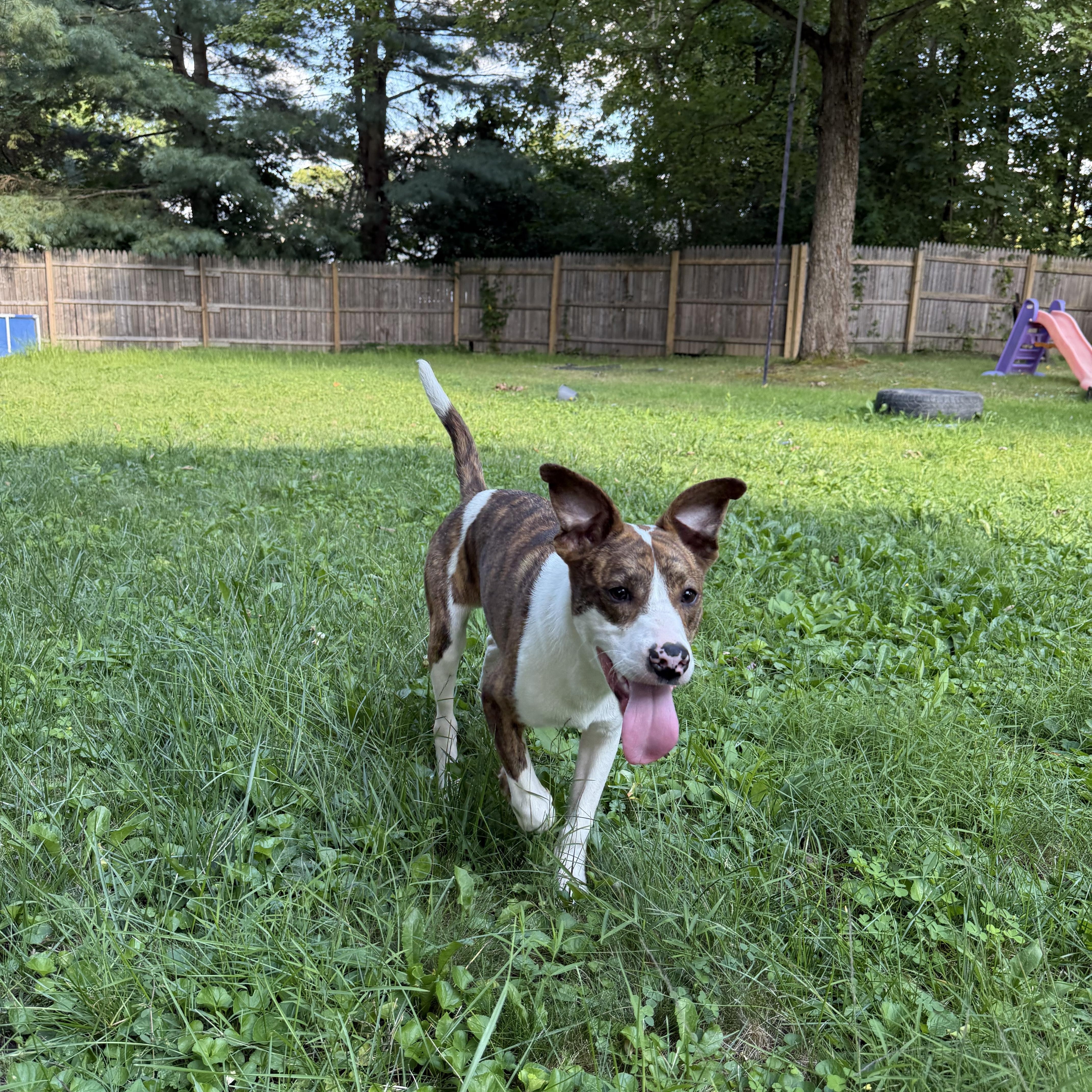 Joe, ADOPTABLE, Young Male Mixed Breed.
