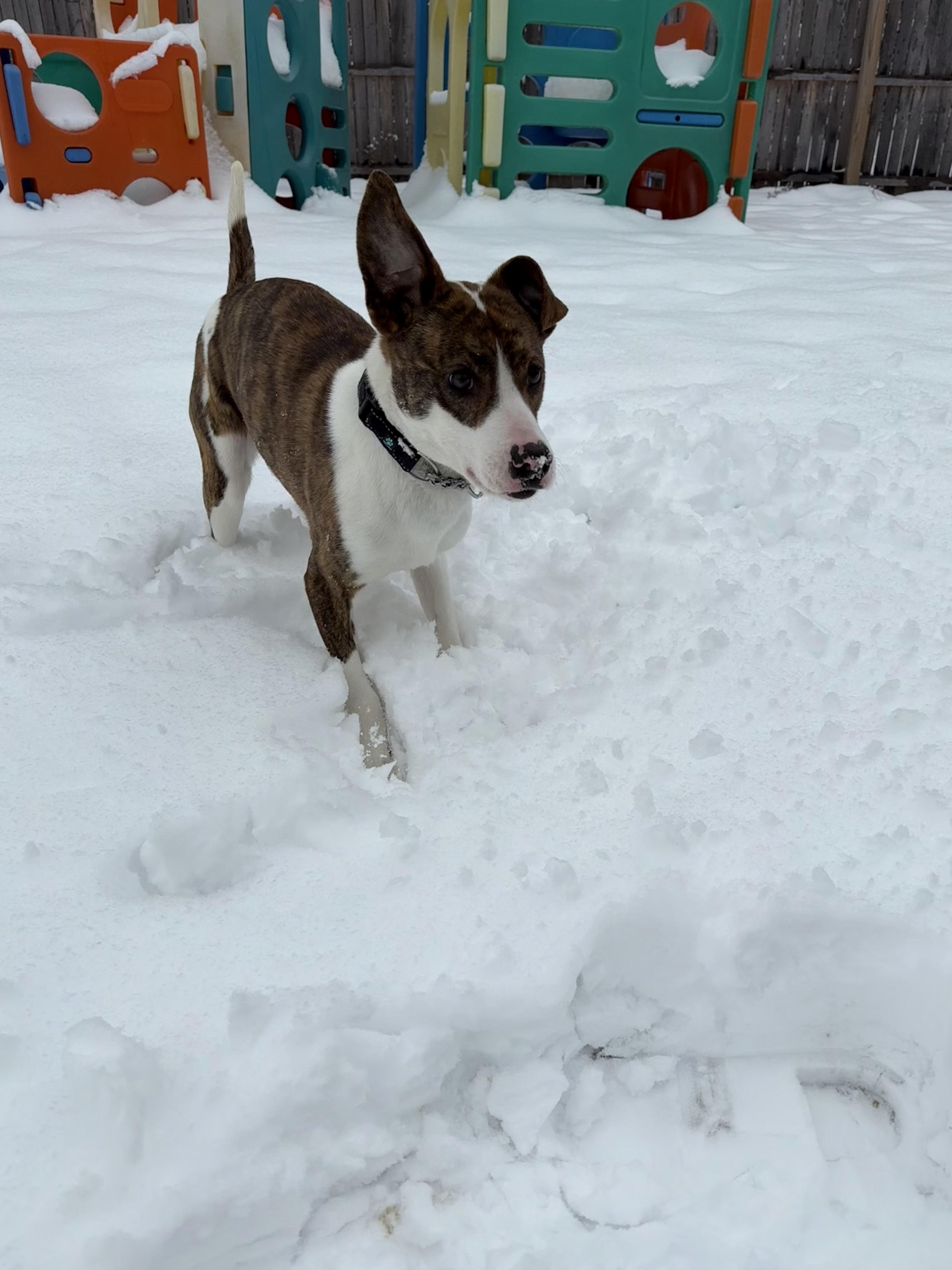 Enlarge Joe, a ADOPTABLE mixed breed in Middlefield , OH image 2/6