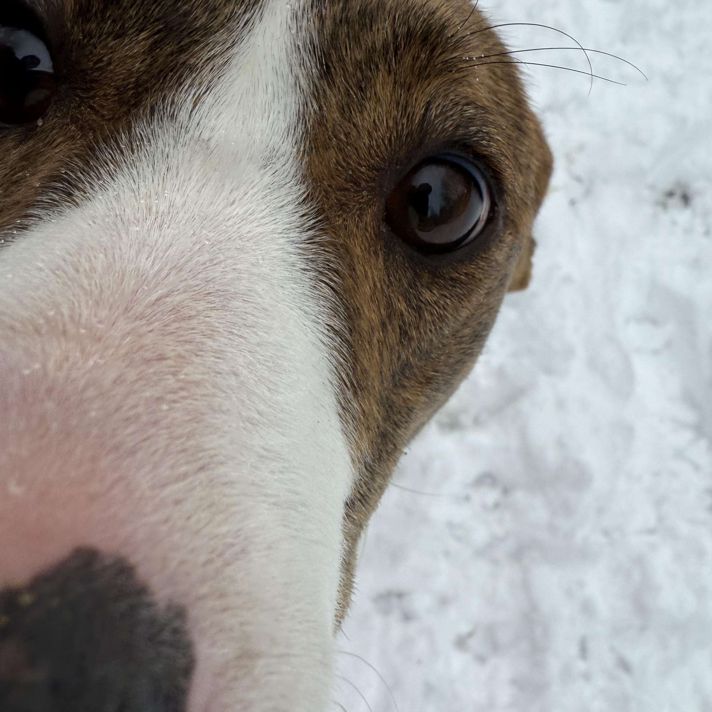 Enlarge Joe, a ADOPTABLE mixed breed in Middlefield , OH image 5/6