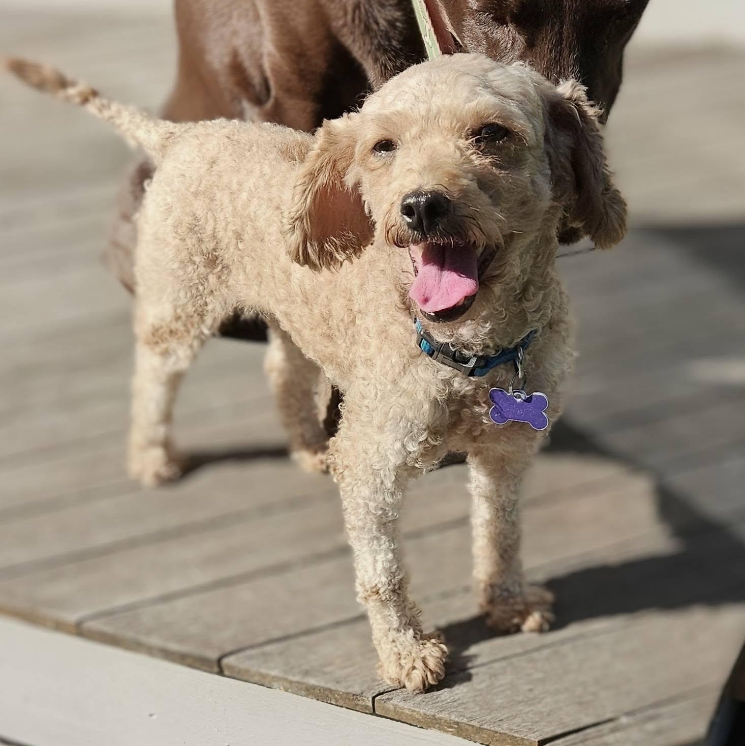 Enlarge Paradise, a Adoptable Goldendoodle in Hartland, WI image 4/6