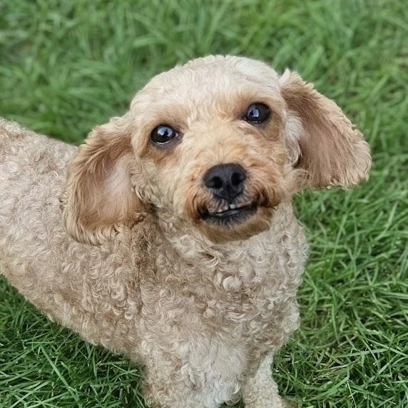 Paradise, Adoptable, Young Female Goldendoodle.
