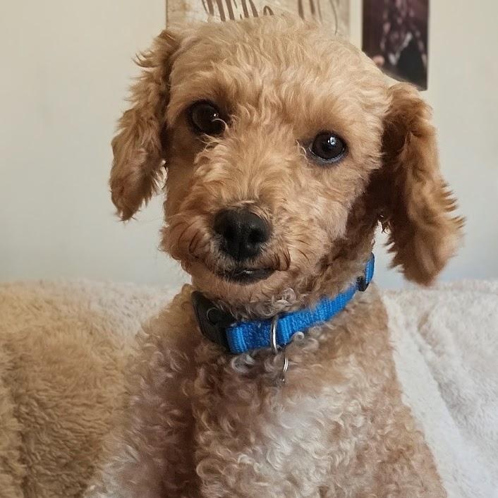Enlarge Paradise, a Adoptable Goldendoodle in Hartland, WI image 1/6