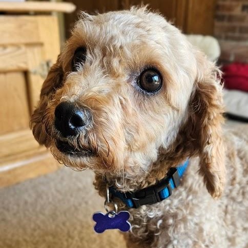 Enlarge Paradise, a Adoptable Goldendoodle in Hartland, WI image 2/6