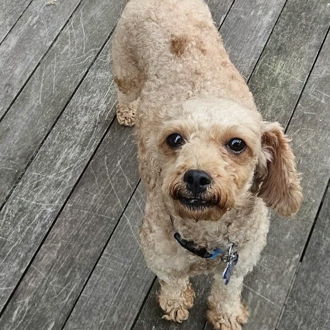 Enlarge Paradise, a Adoptable Goldendoodle in Hartland, WI image 5/6