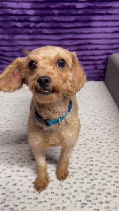 Enlarge Paradise, a Adoptable Goldendoodle in Hartland, WI video 6/6