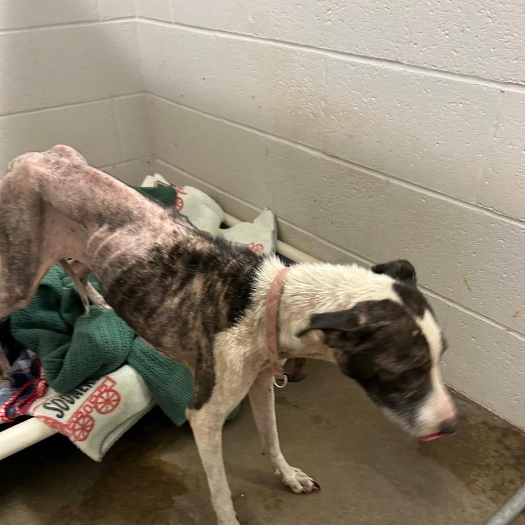 Mira (Miracle) — thumbnail 3