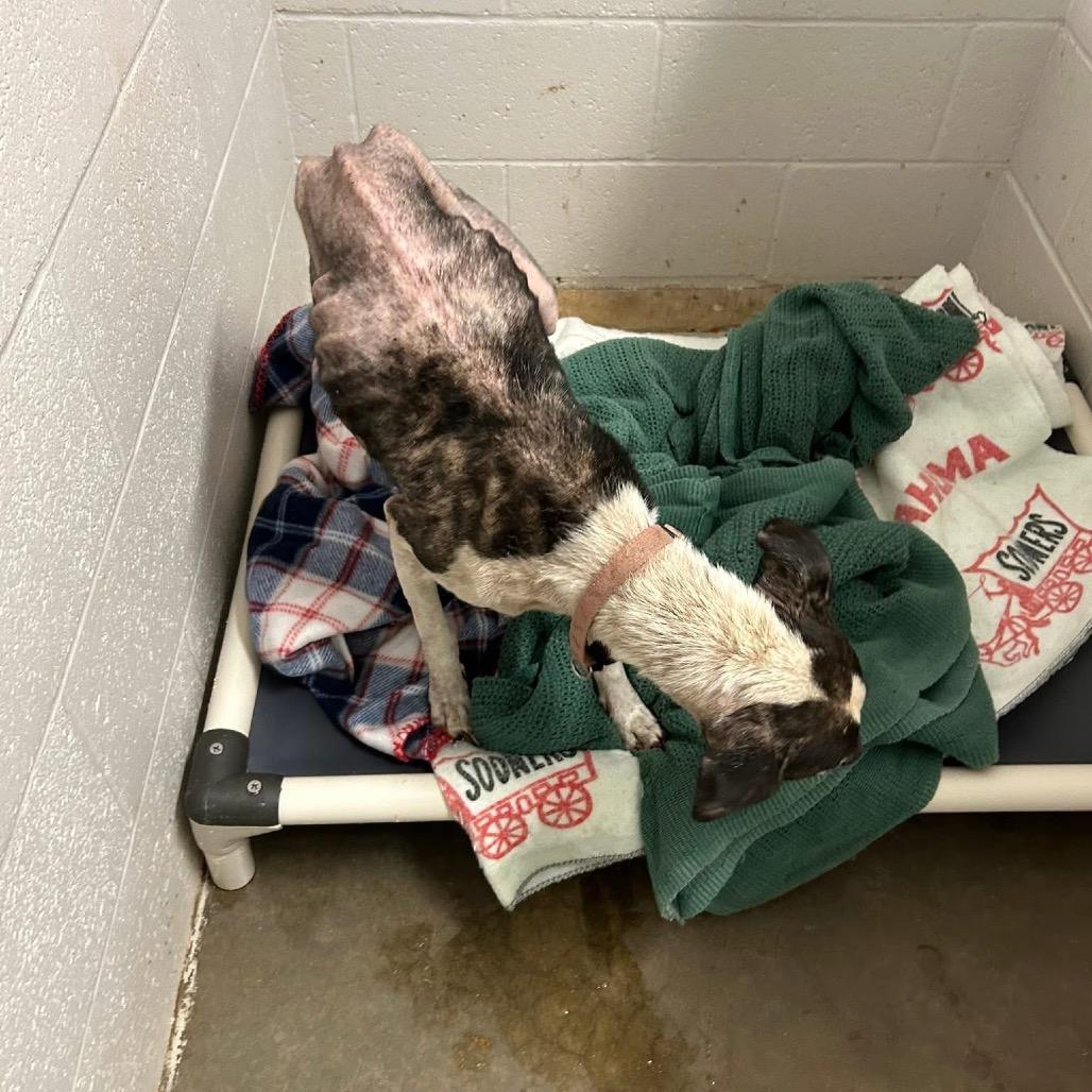 Mira (Miracle) — thumbnail 4