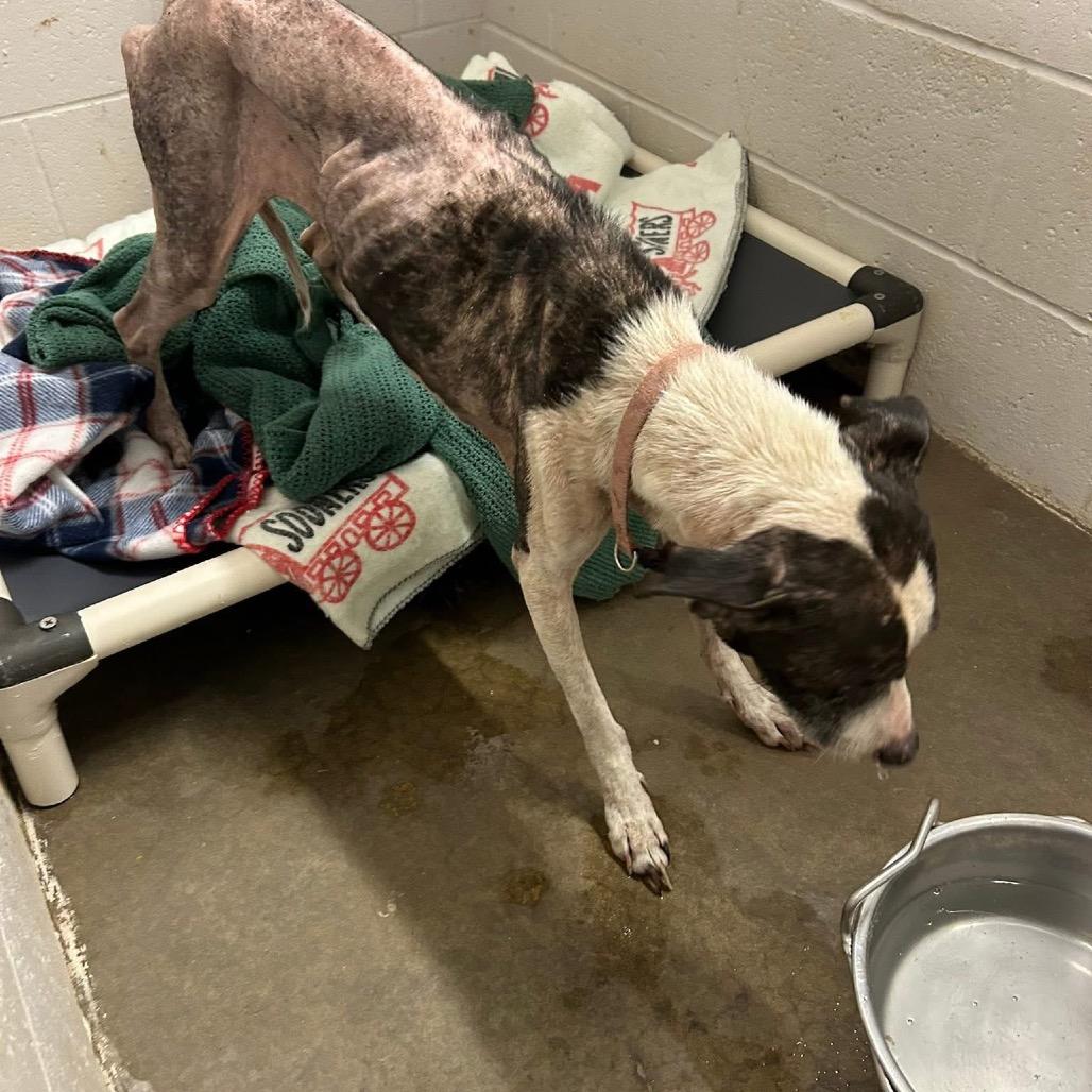 Mira (Miracle) — thumbnail 5