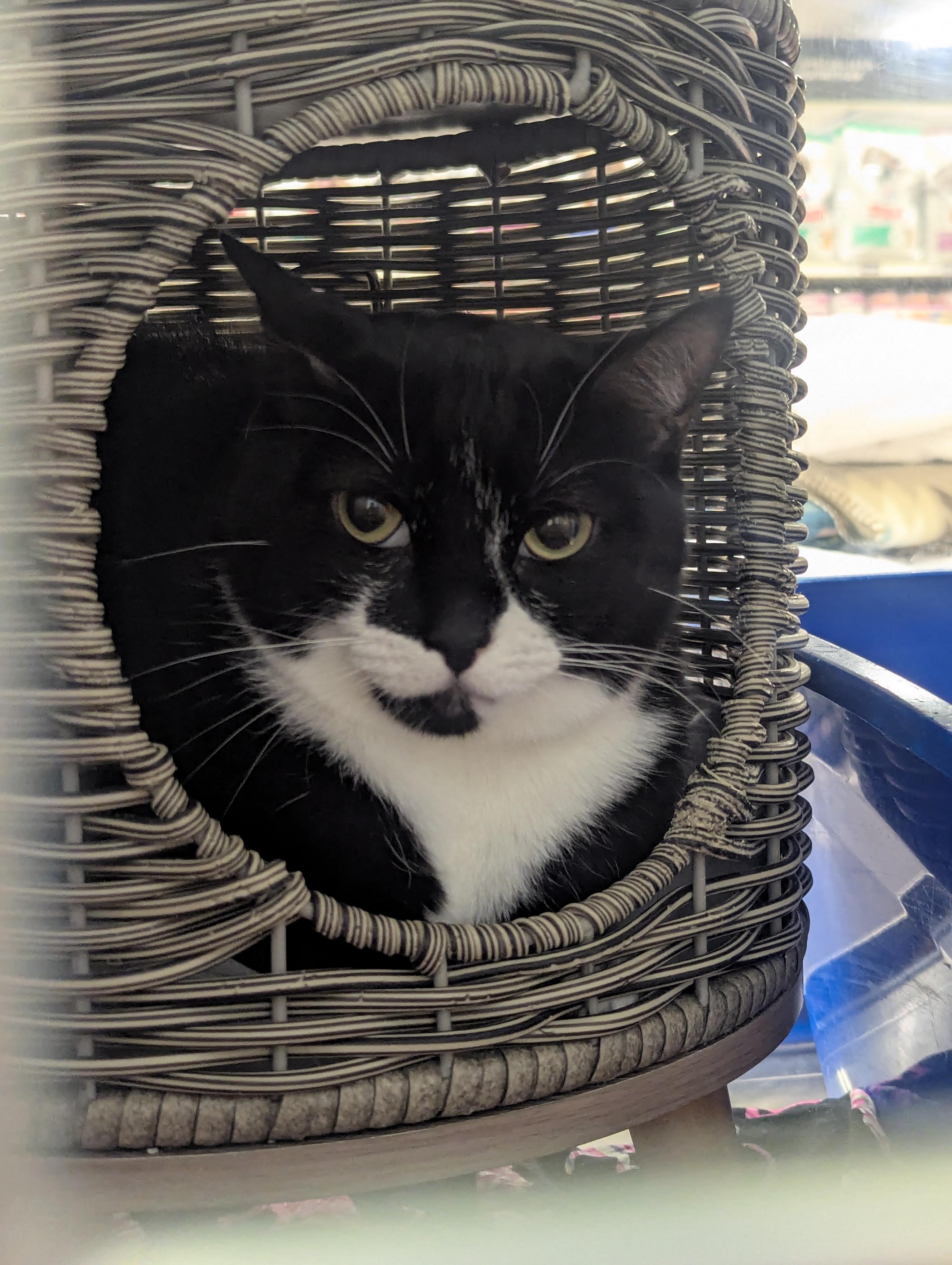 Baby, adopted, Adult Female Domestic Short Hair.
