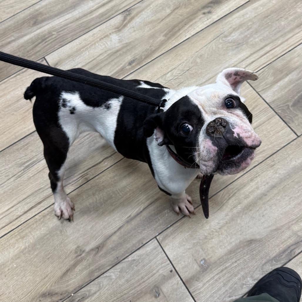 Enlarge Oreo, a Adoptable English Bulldog in Newark, NJ image 1/1