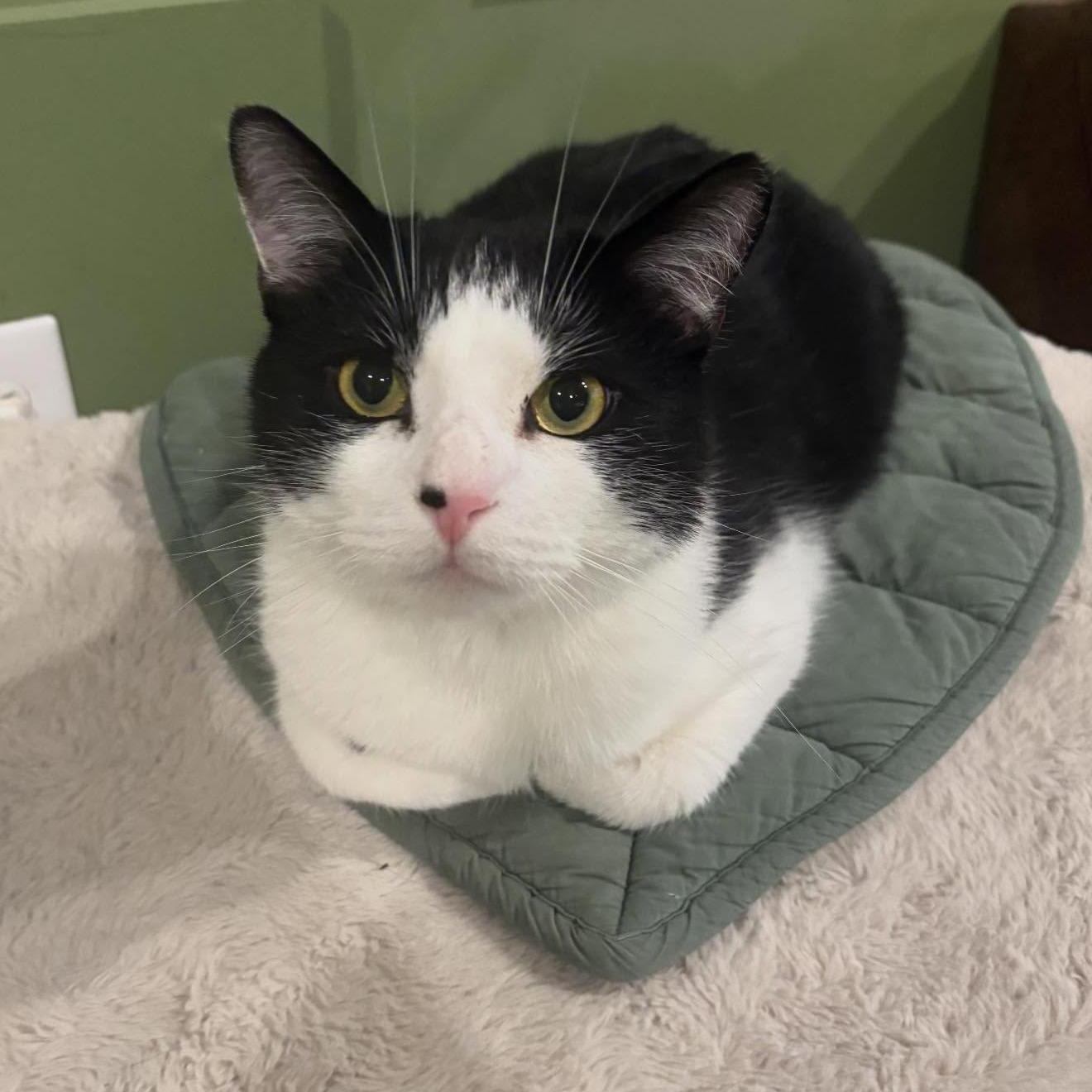 Street (Sweet Boy), ADOPTABLE, Adult Male Domestic Short Hair.