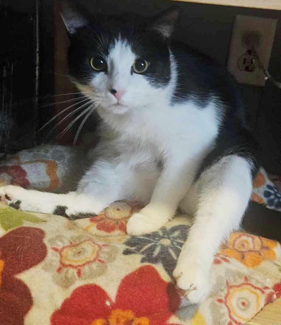 Enlarge Street (Sweet Boy), a ADOPTABLE Domestic Short Hair in Rochester, NY image 5/6