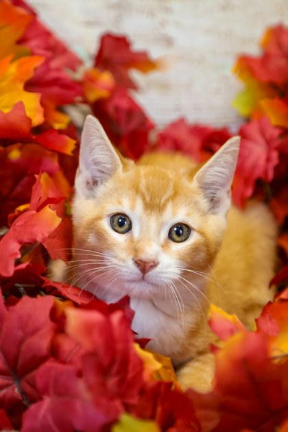 Enlarge Clover, a Adoptable Domestic Short Hair in Dothan, AL image 1/1