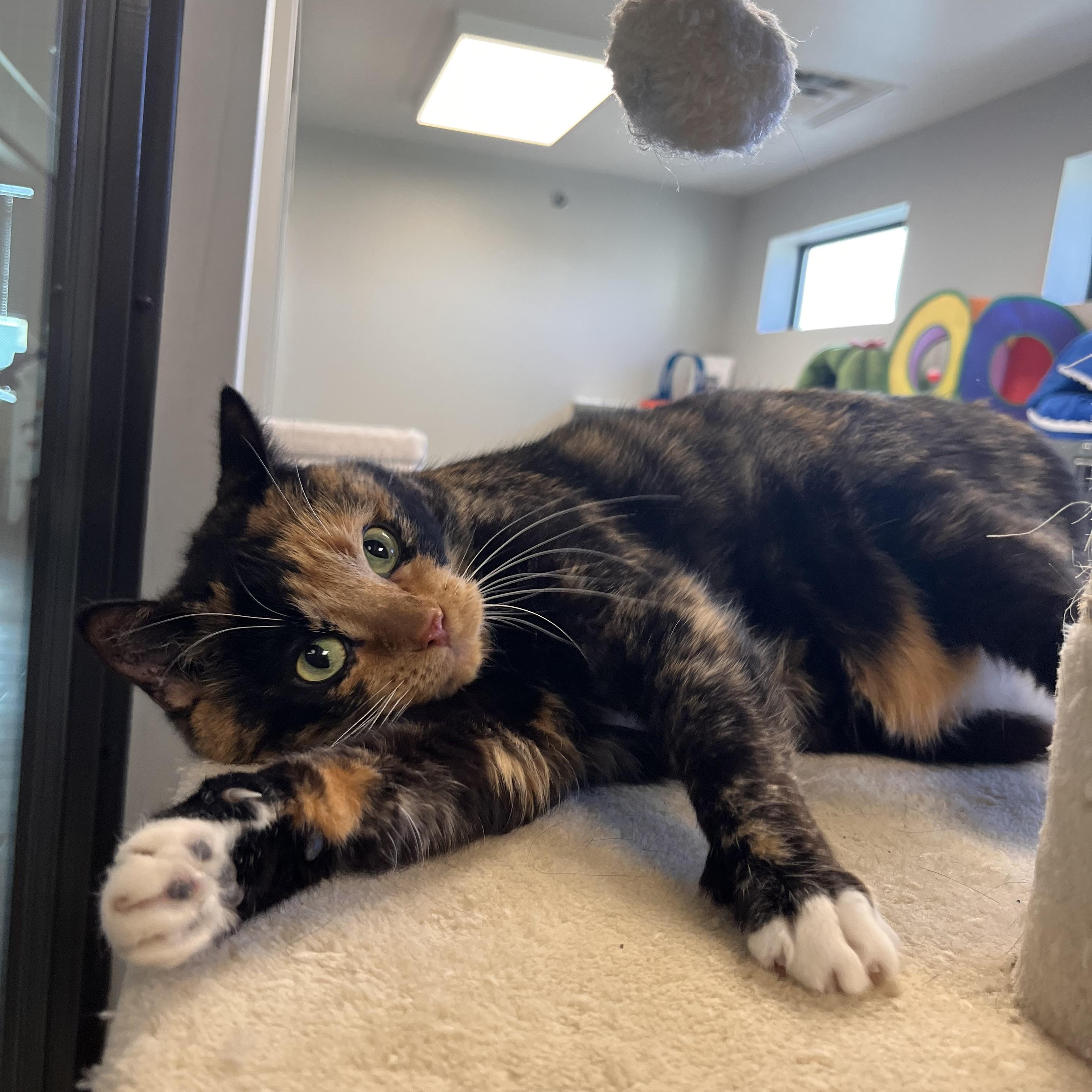 Enlarge Lux, an adopted Domestic Short Hair in Liberty, MO image 1/5