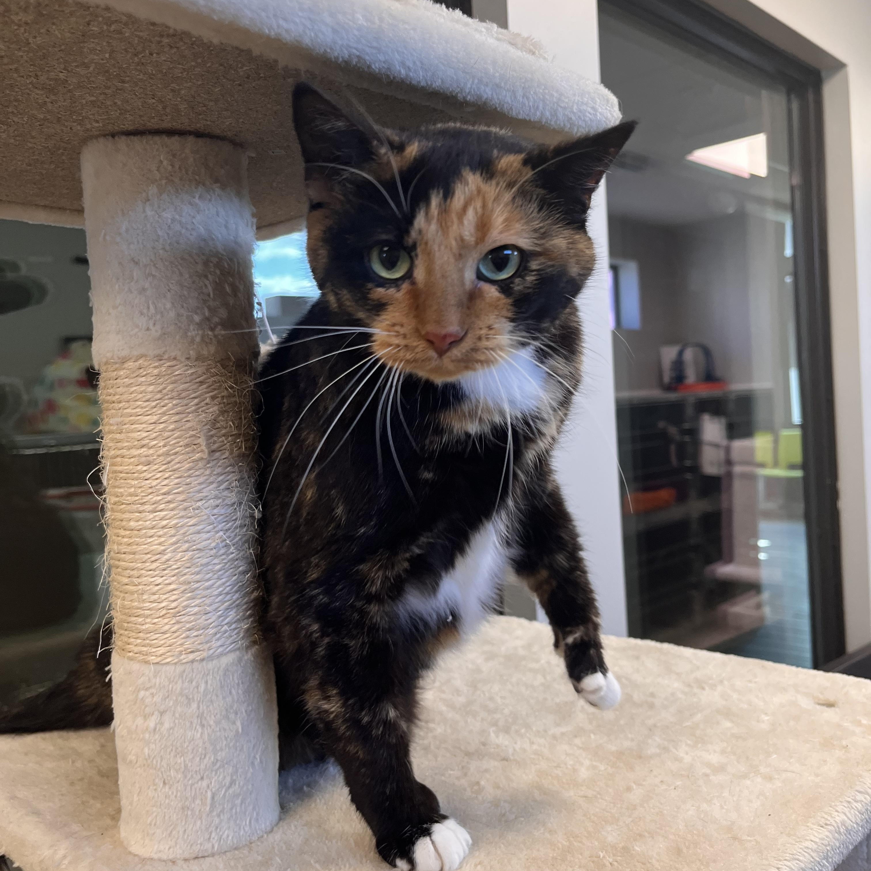 Enlarge Lux, an adopted Domestic Short Hair in Liberty, MO image 2/5