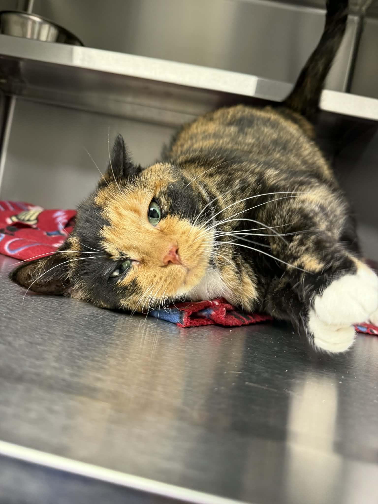 Enlarge Lux, an adopted Domestic Short Hair in Liberty, MO image 3/5