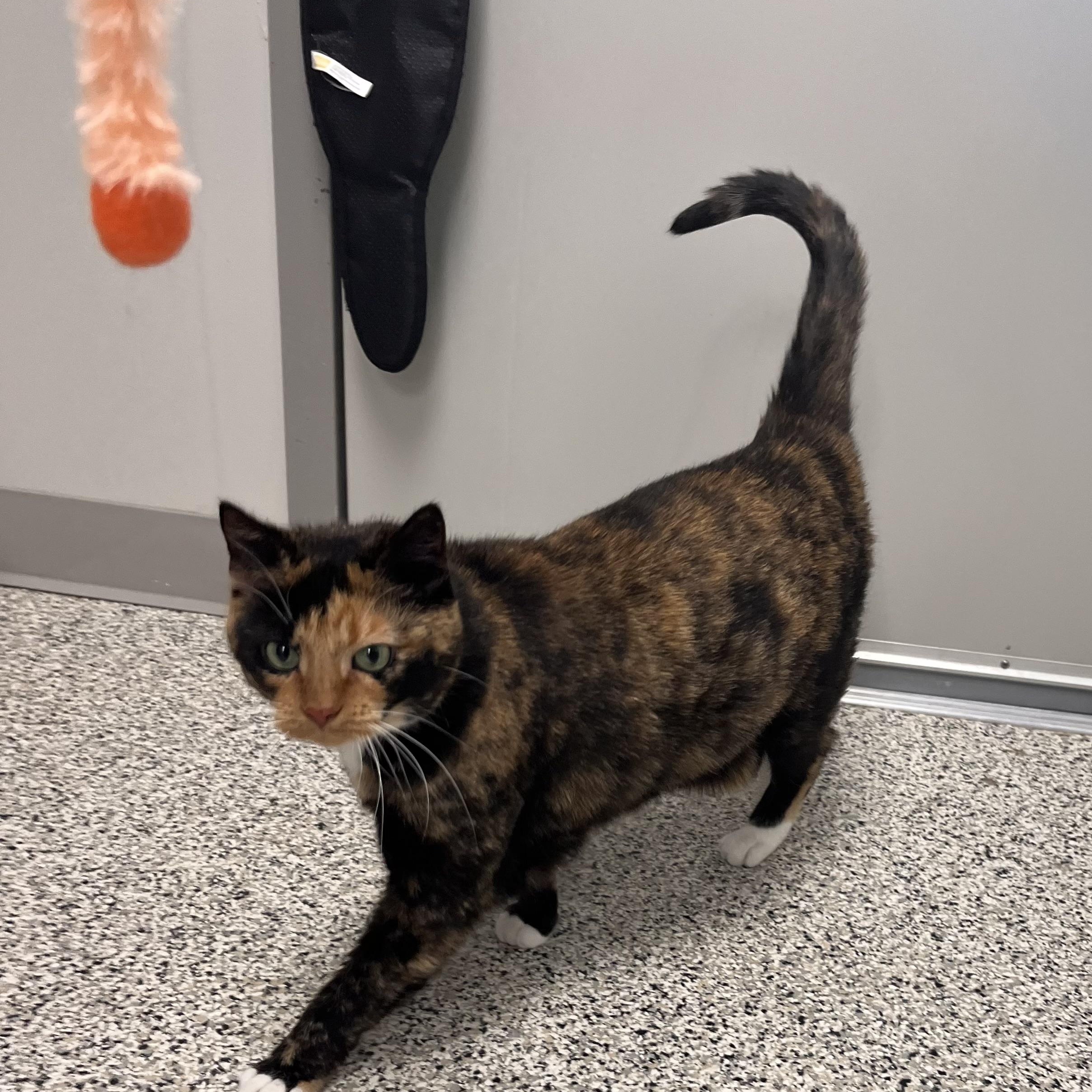 Enlarge Lux, an adopted Domestic Short Hair in Liberty, MO image 4/5