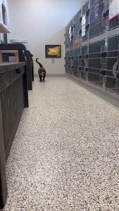 Enlarge Lux, an adopted Domestic Short Hair in Liberty, MO video 5/5