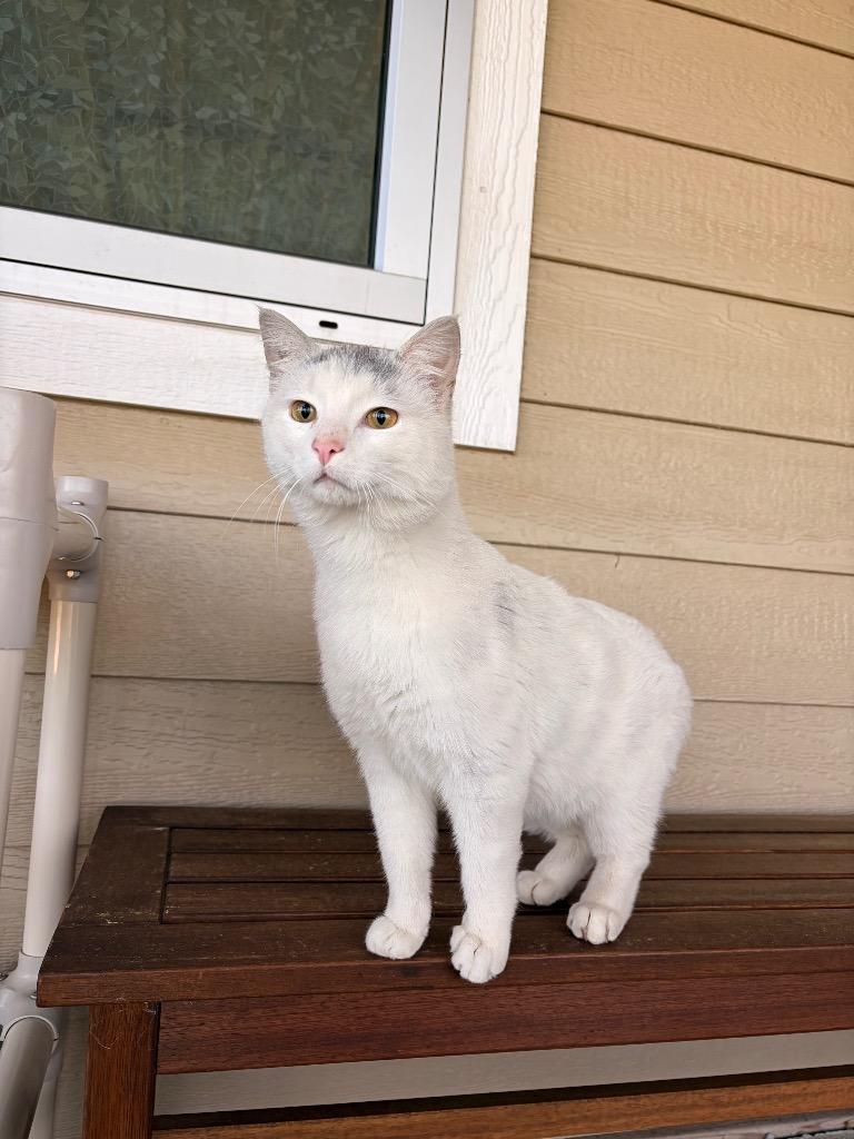 Pretty Boy, Adoptable, Adult Male Domestic Short Hair.