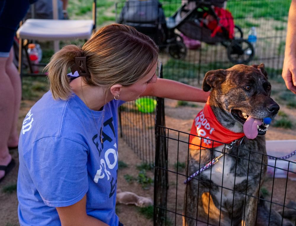 Enlarge Gravy, a Adoptable mixed breed in Spokane, WA image 1/6