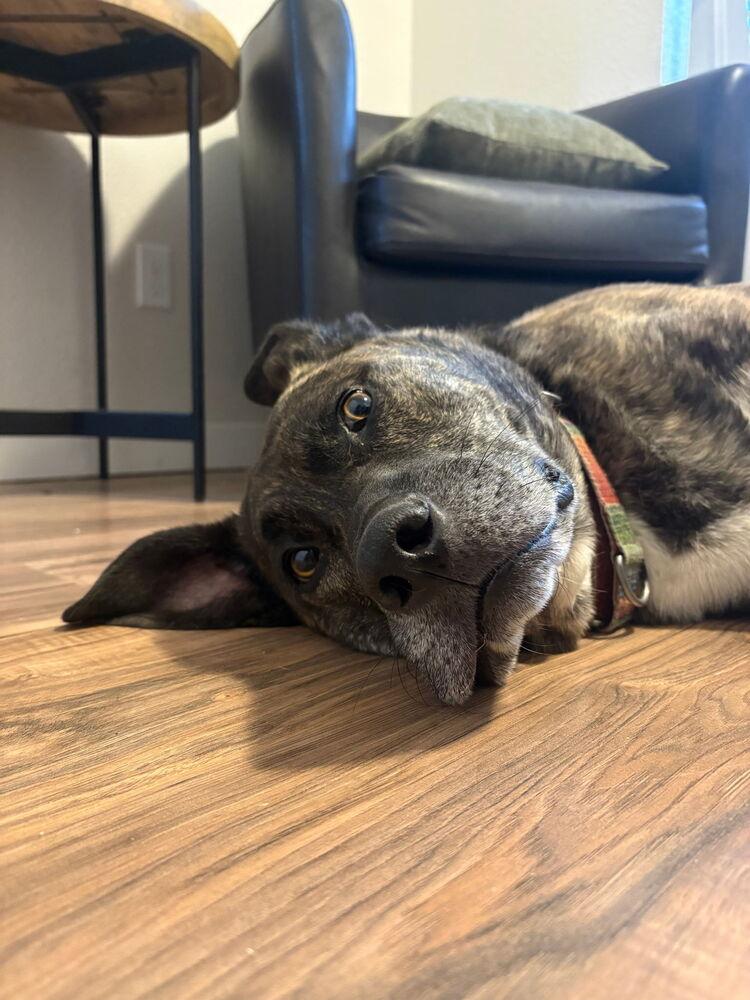 Enlarge Gravy, a Adoptable mixed breed in Spokane, WA image 1/6