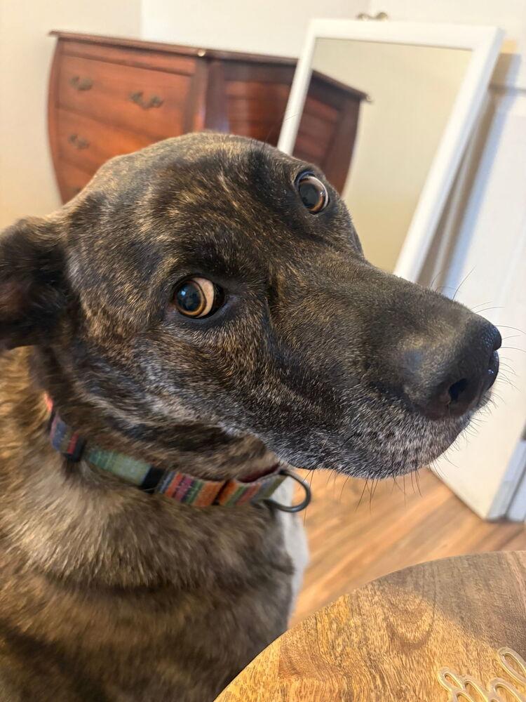 Enlarge Gravy, a Adoptable mixed breed in Spokane, WA image 2/6