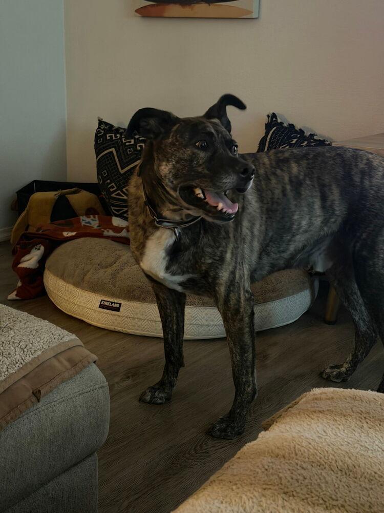 Enlarge Gravy, a Adoptable mixed breed in Spokane, WA image 3/6