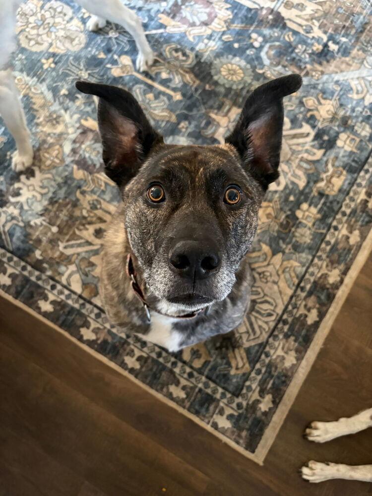 Enlarge Gravy, a Adoptable mixed breed in Spokane, WA image 1/6