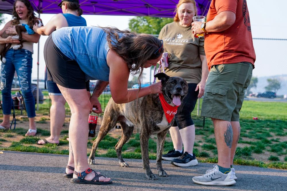 Enlarge Gravy, a Adoptable mixed breed in Spokane, WA image 4/6