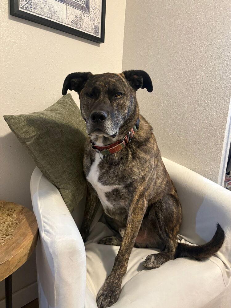 Enlarge Gravy, a Adoptable mixed breed in Spokane, WA image 4/6