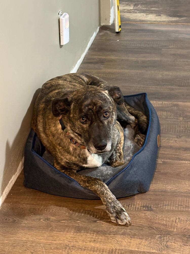 Gravy, Adoptable, Adult Male Shepherd.